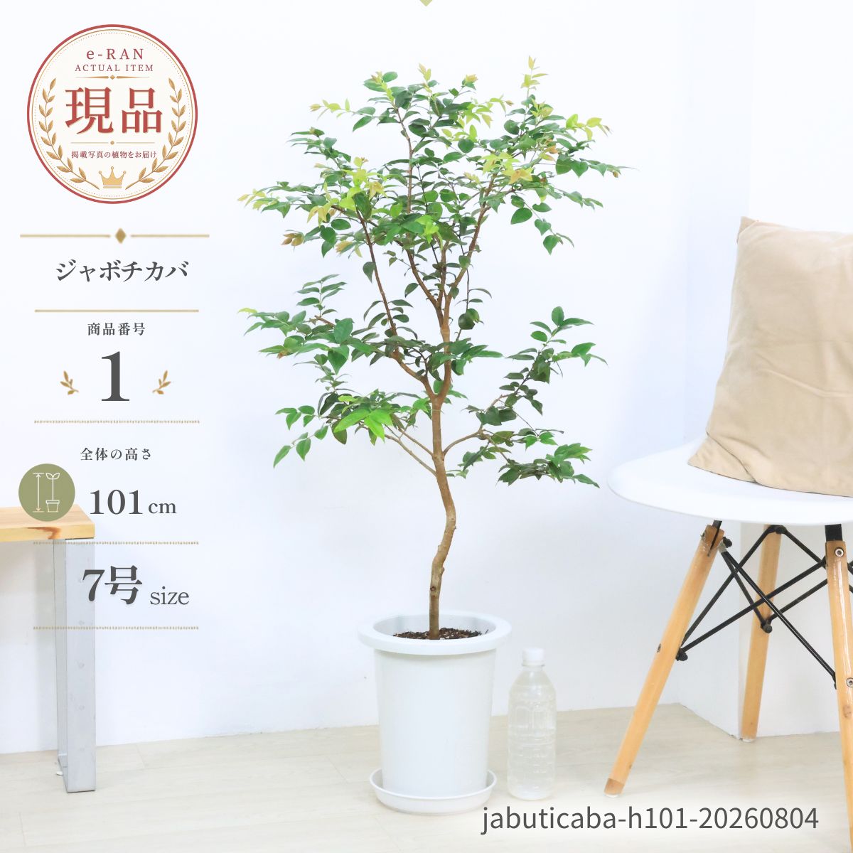 楽天市場】ジャボチカバ（観葉植物｜花・観葉植物）：花・ガーデン