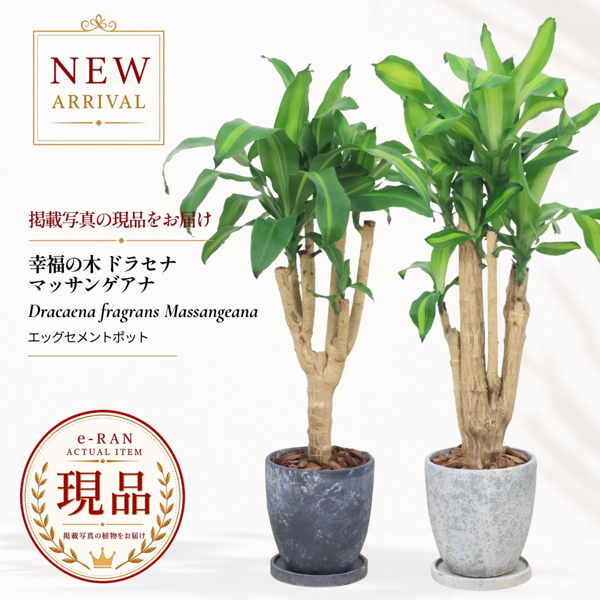 ドラセナ マッサンゲアナ ブランチ仕立て 幸福の木 観葉植物 7号鉢 高さ約90〜100cm 選べる現品発送 エッグセメントポット 厳選 育てやすい 開店祝い 開業祝い ギフト オフィス