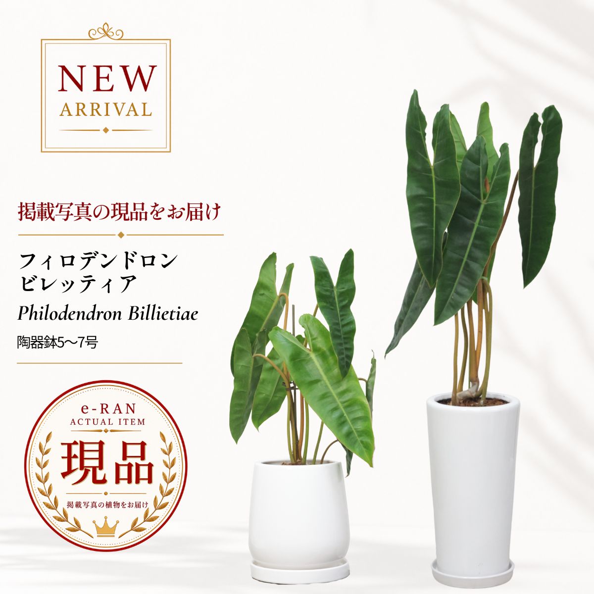 フィロデンドロン ビレッティア 観葉植物 7号鉢 高さ約40〜100cm 選べる現品発送 陶器鉢 希少 育てやすい 新築祝い 開店祝い ギフト 5号 6号 つる性 熱帯植物 サトイモ科