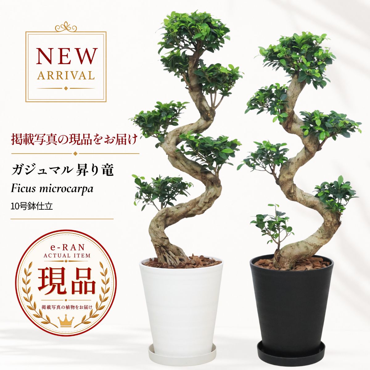 楽天市場】ガジュマル 大型（サイズ（植木鉢）10 ～ 12号）の通販
