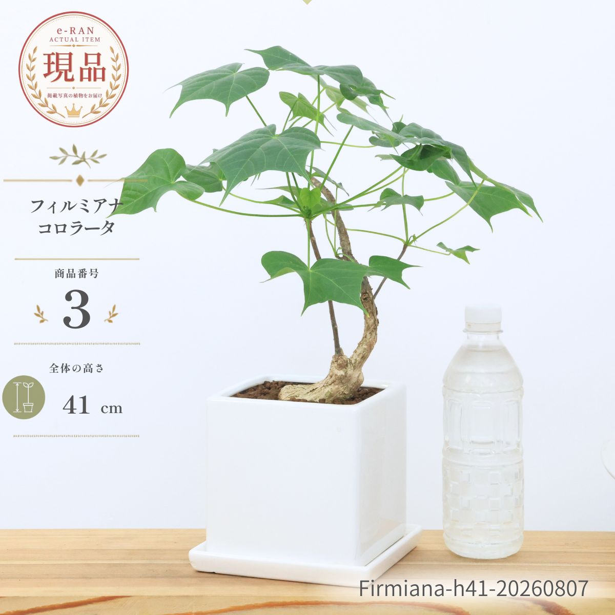 楽天市場】フィルミアナ コロラータの通販