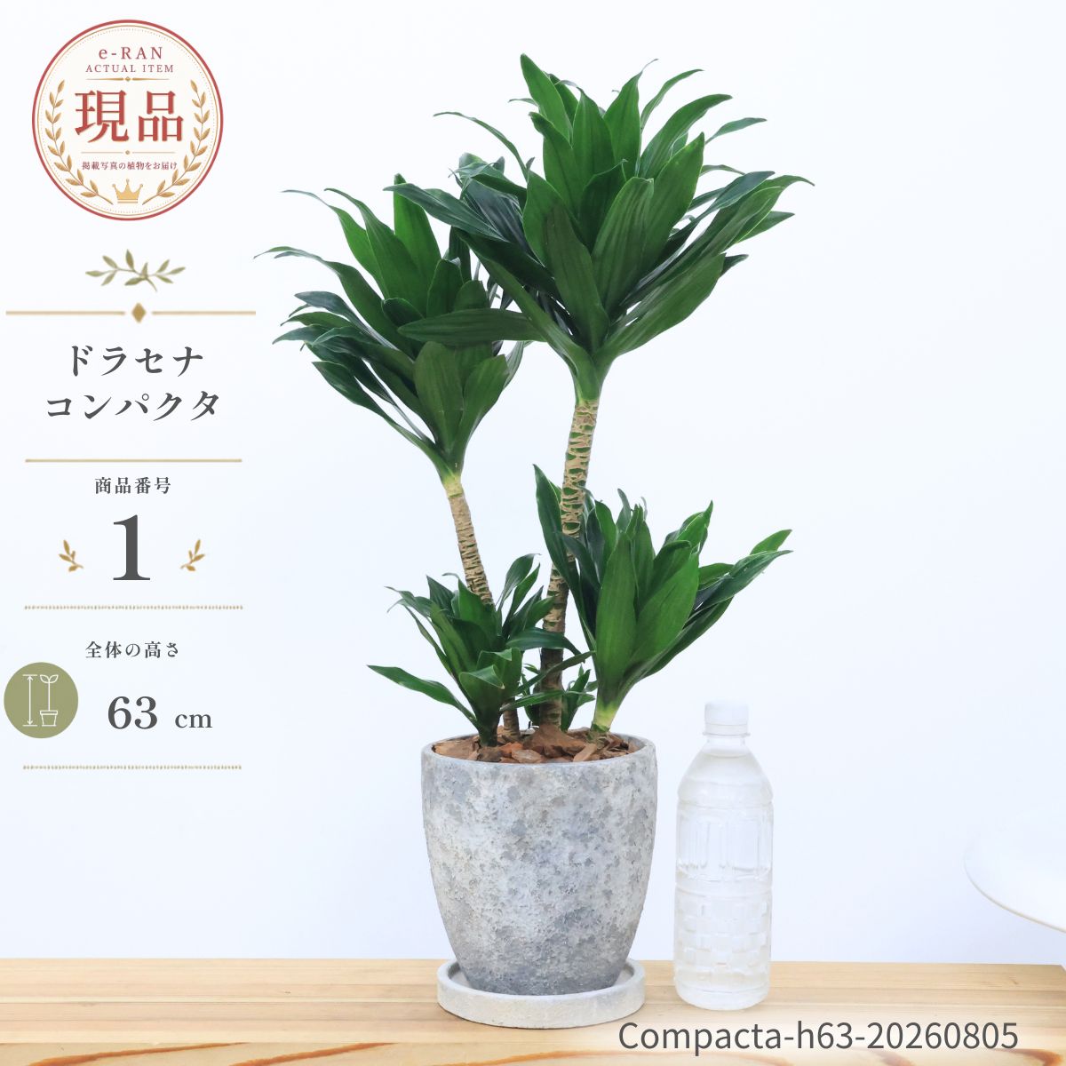 楽天市場】ドラセナ コンパクタ パープルの通販