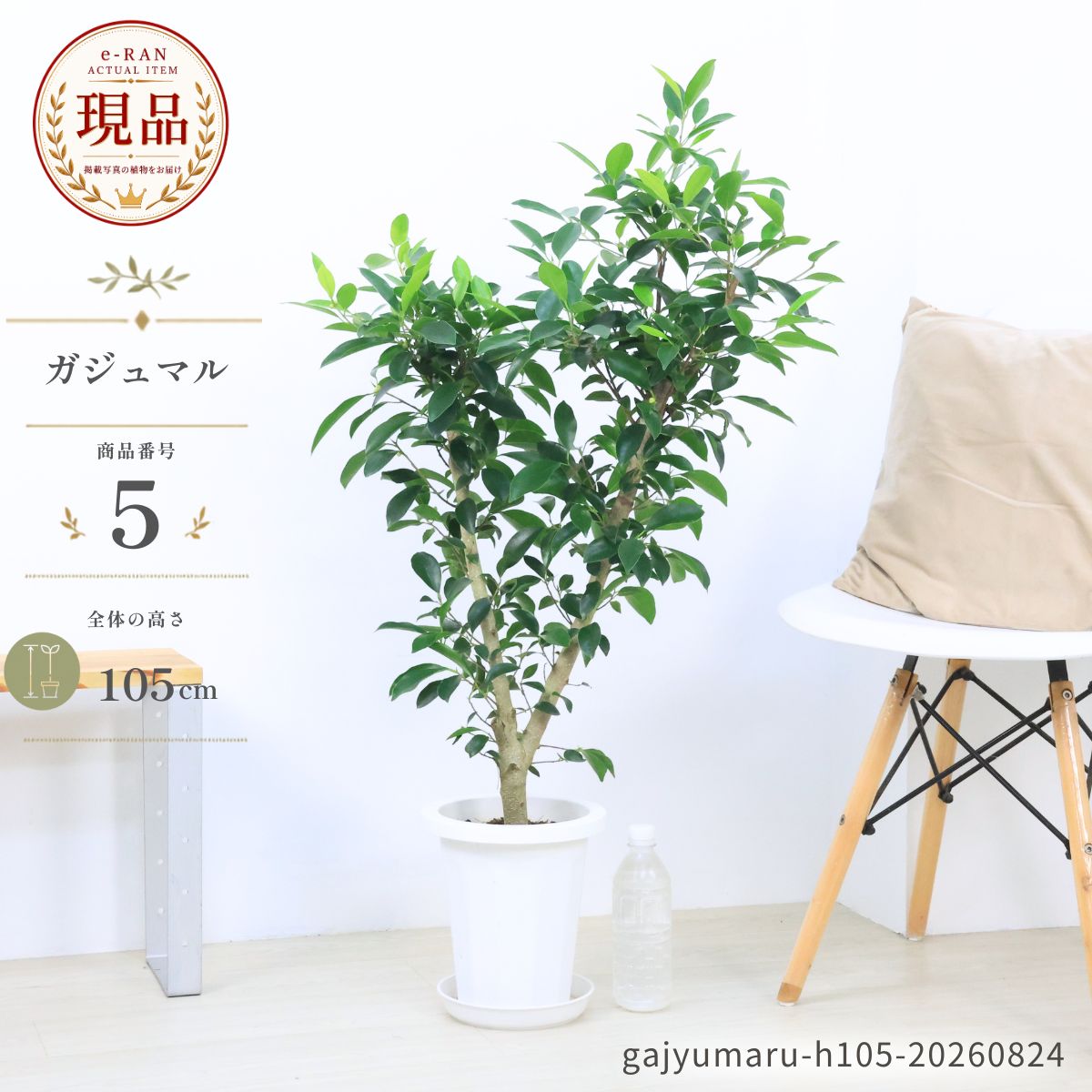 楽天市場】7号 ガジュマルの通販