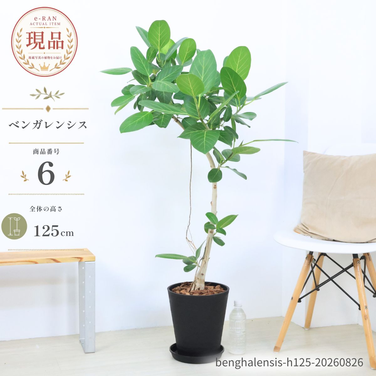 楽天市場】観葉植物 大型 ベンガレンシスの通販