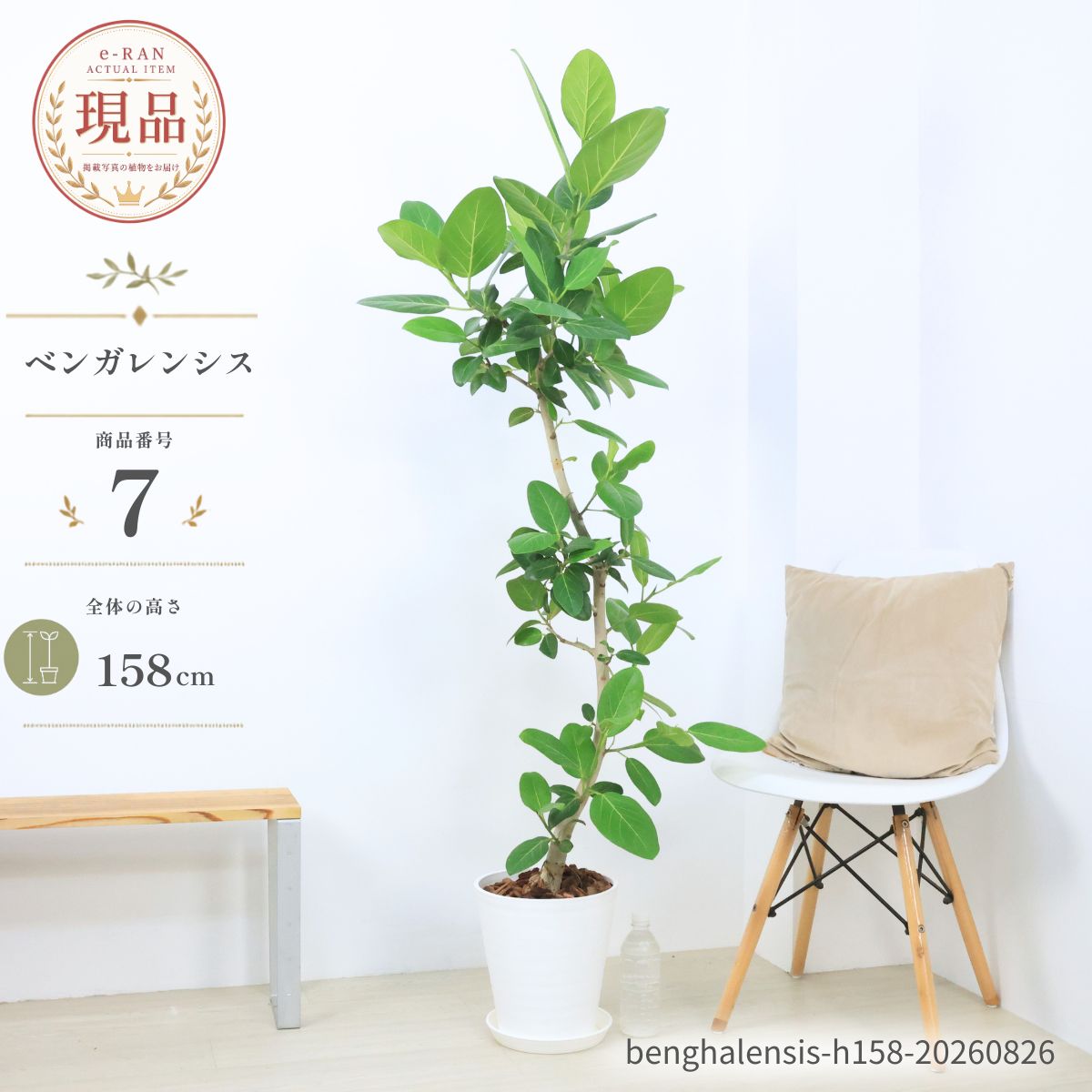 極太ベンガレンシス 12号 180センチ 現品 楽天市場】フィカス