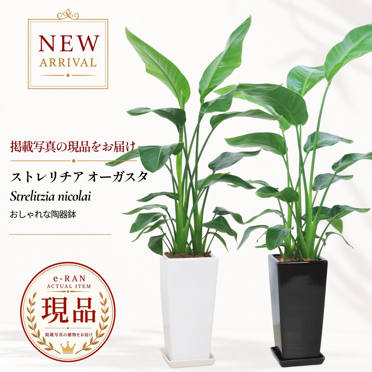 楽天市場】ストレリチア 9号の通販