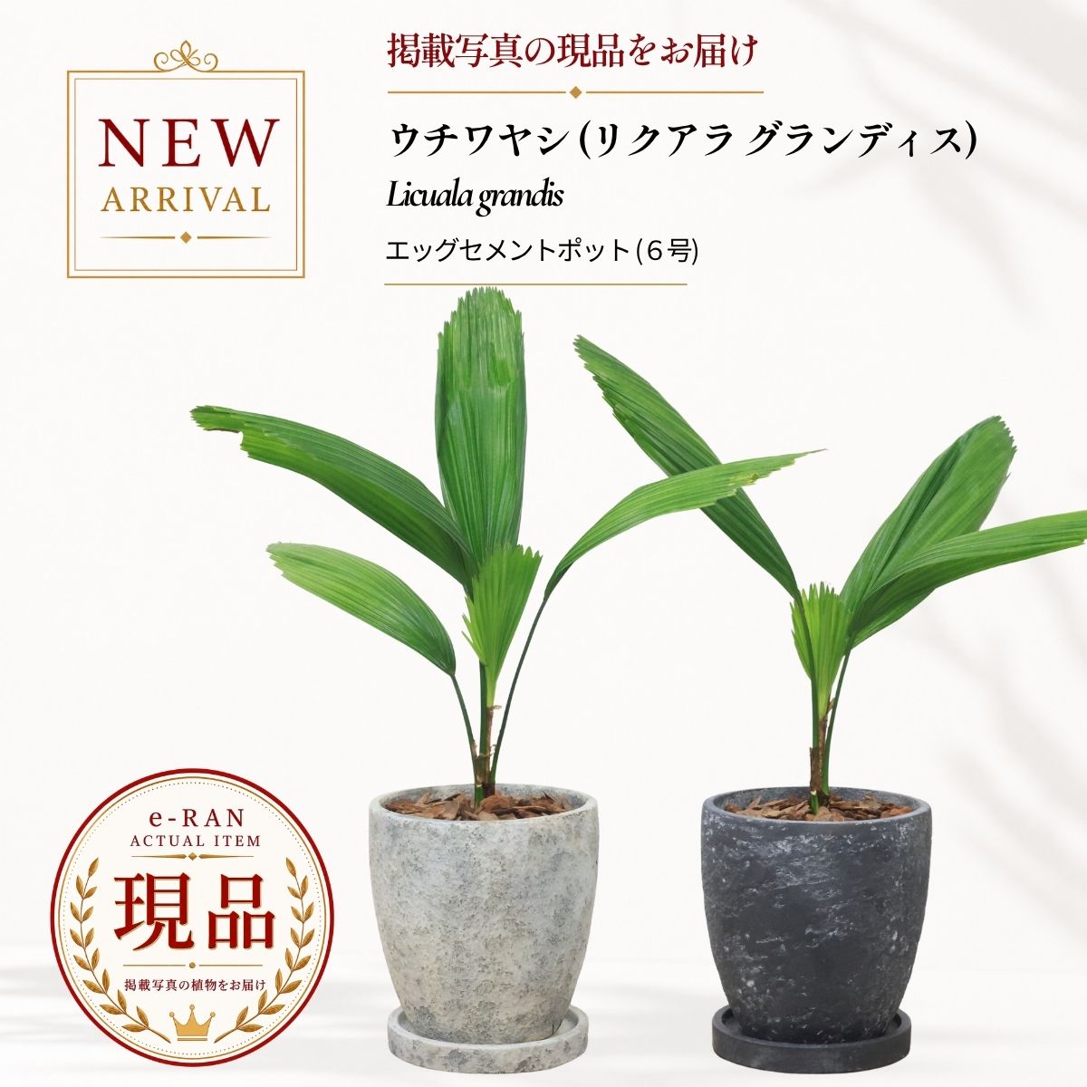 楽天市場】ウチワヤシの通販