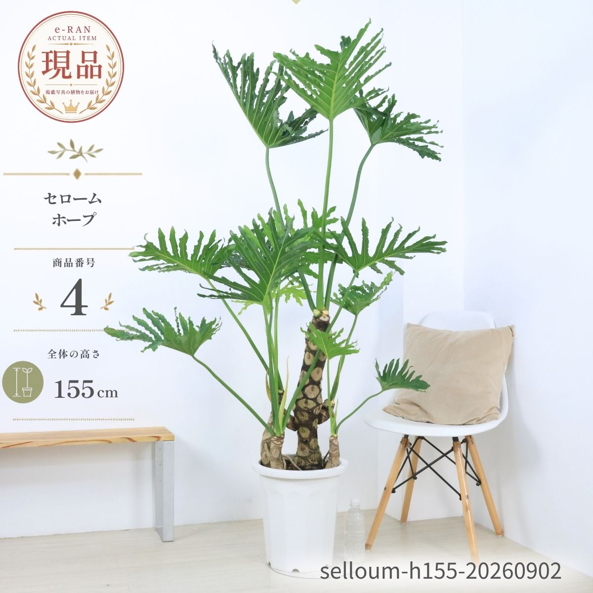 楽天市場】観葉 植物 セロームの通販
