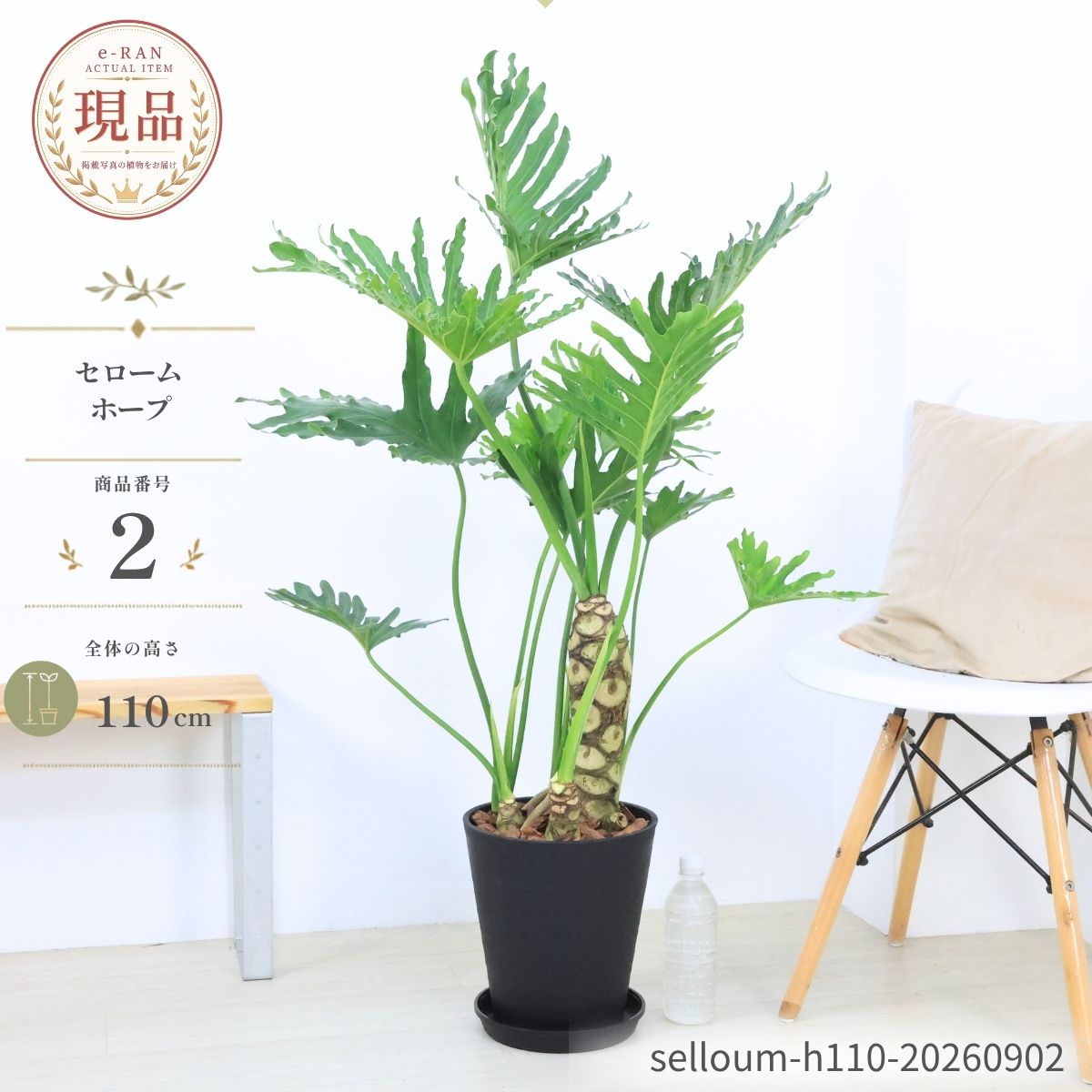楽天市場】観葉植物 セローム 7号の通販