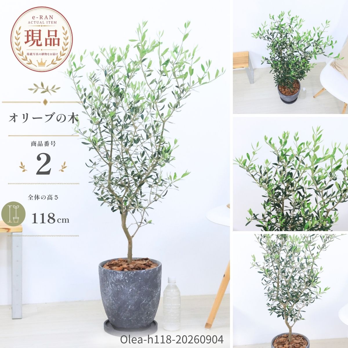 楽天市場】オリーブの木（種類（植物）オリーブ）の通販