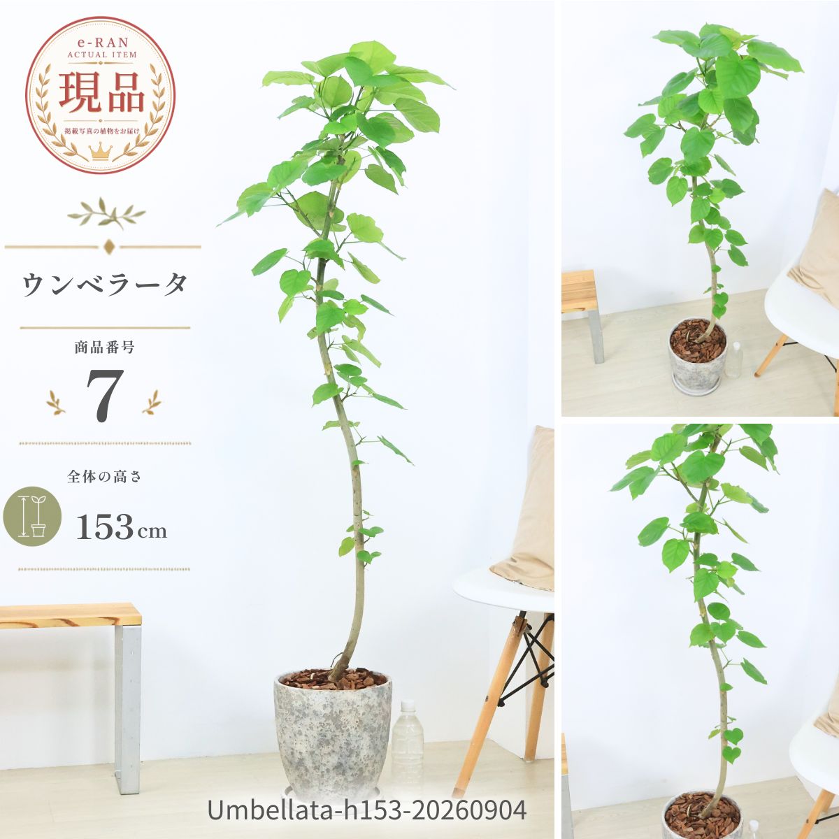 楽天市場】シンボルツリー（観葉植物｜花・観葉植物）：花・ガーデン