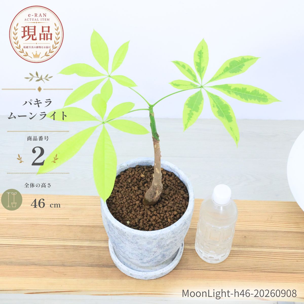 楽天市場】パキラ ムーンの通販