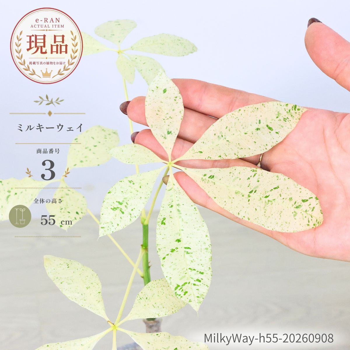 楽天市場】パキラ 斑入り（種類（植物）パキラ）の通販