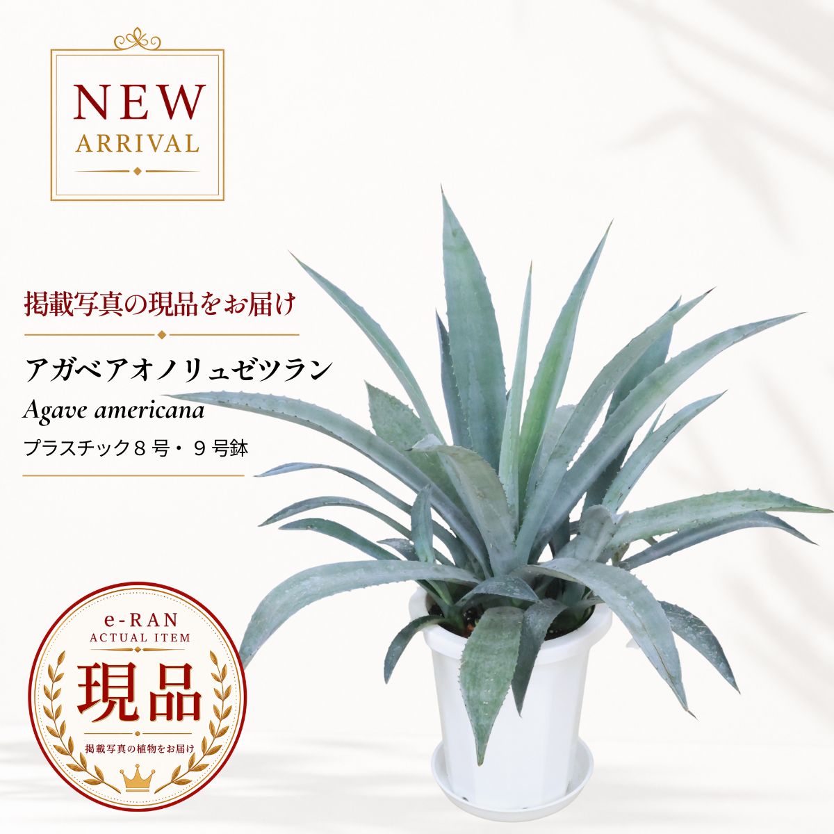 楽天市場】アオノリュウゼツラン（観葉植物｜花・観葉植物）：花