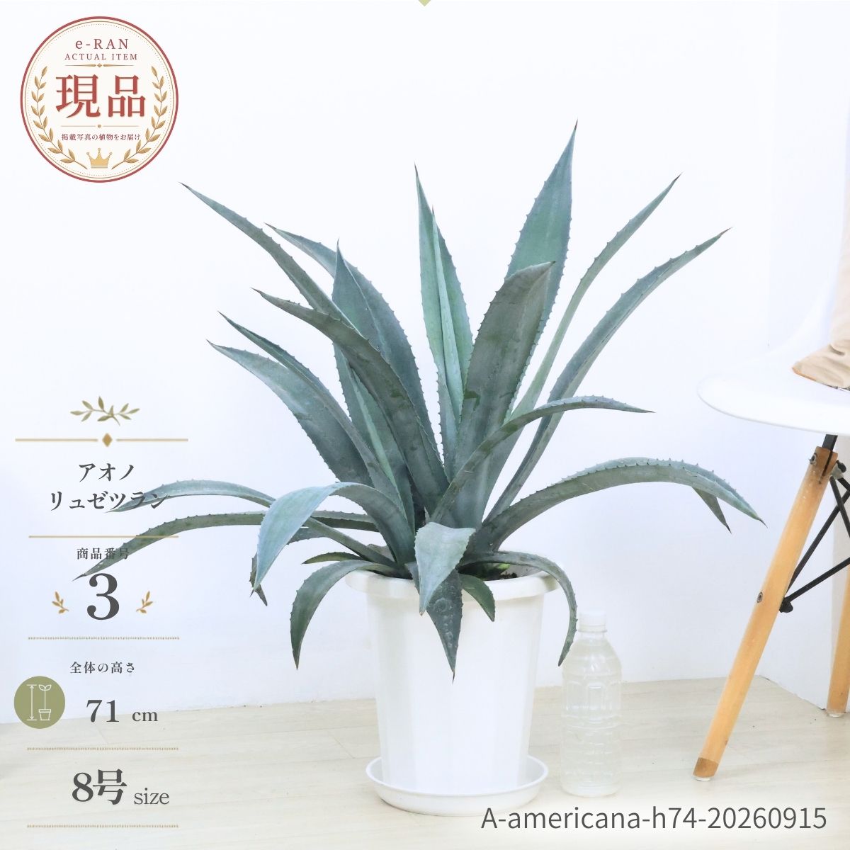 楽天市場】アオノ リュウゼツランの通販