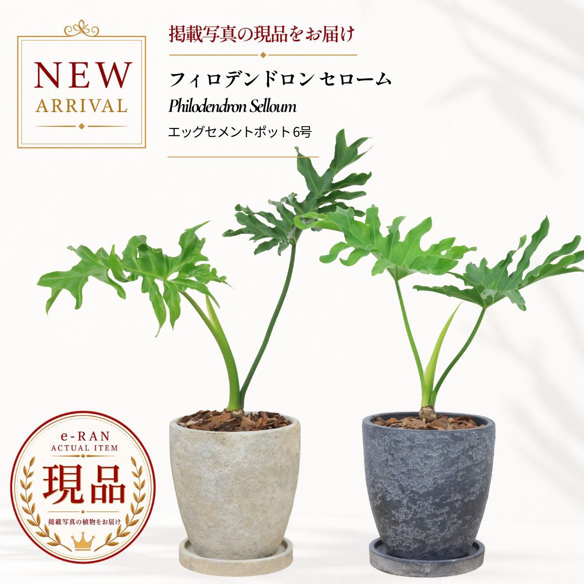 フィロデンドロン セローム 観葉植物 6号サイズ セメントポット 高さ約35~50cm 【選べる現品発送】 株立ち 幹上がり 乾燥に強い 耐寒性 耐陰性 人気 存在感 エキゾチックな雰囲気 イモ 部屋