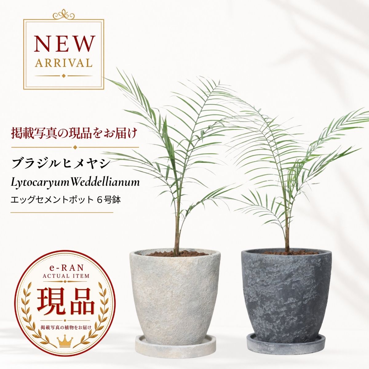 楽天市場】ブラジル ヤシ（花・観葉植物｜花・ガーデン・DIY）の通販