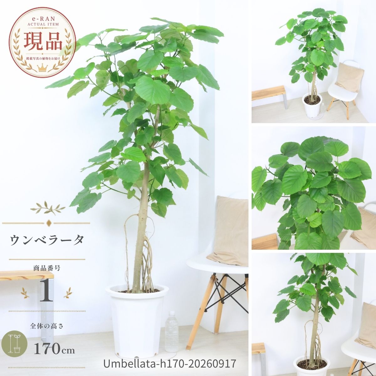 楽天市場】ウンベラータ 10号の通販