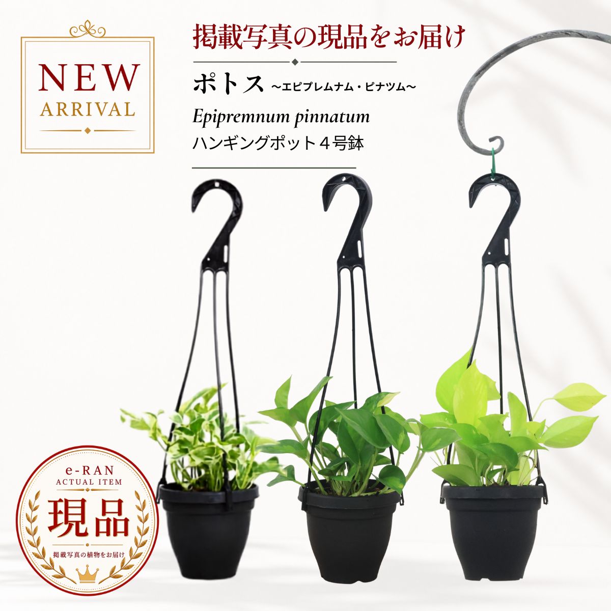 ポトス　ライムコンパクト★吊り鉢 楽天市場】ポトス ライム 吊り鉢の通販
