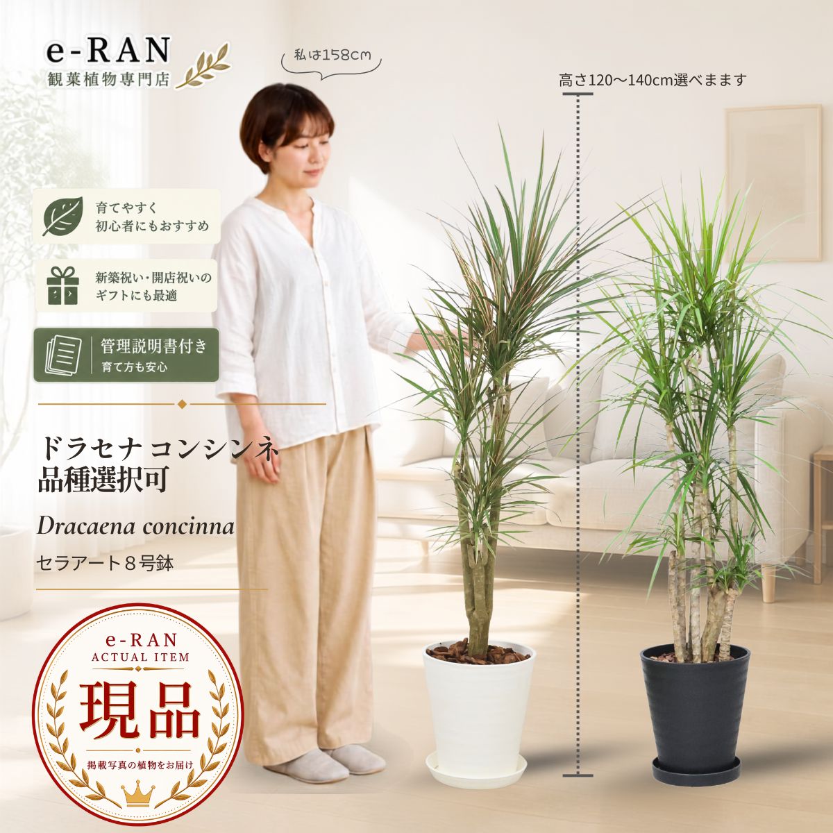 ドラセナ コンシンネ 8号鉢 高さ約120〜140cm セラアート鉢 選べる現品発送 品種選択可 マルギナータ トリカラー 観葉植物 大型 紅覆輪千年木 真実の木 マジナータ ベニフクリンセンネンボク 幸福の木 シンボルツリー スタイリッシュ Dracaena concinna