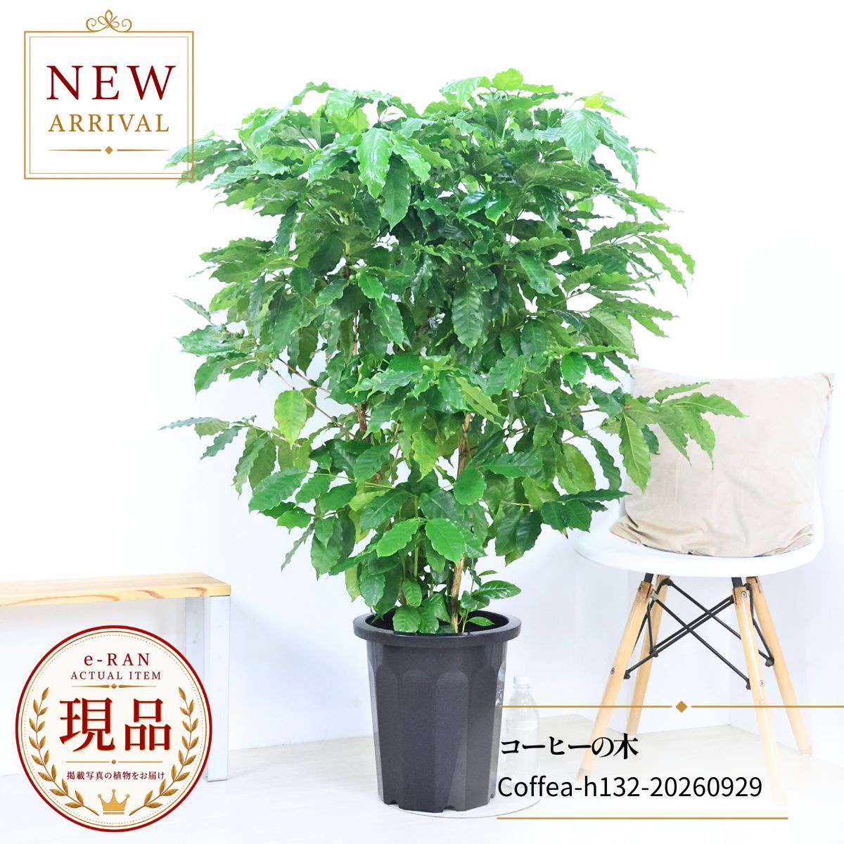 沢山の実付き コーヒーの木 観葉植物 厳選優良個体 高さ約132cm 10号鉢 【現品発送】 管理説明書 受皿付 肥料小袋プレゼント 耐陰性 大型 実付の良い アラビカ種 室内 アラビカ コーヒー豆