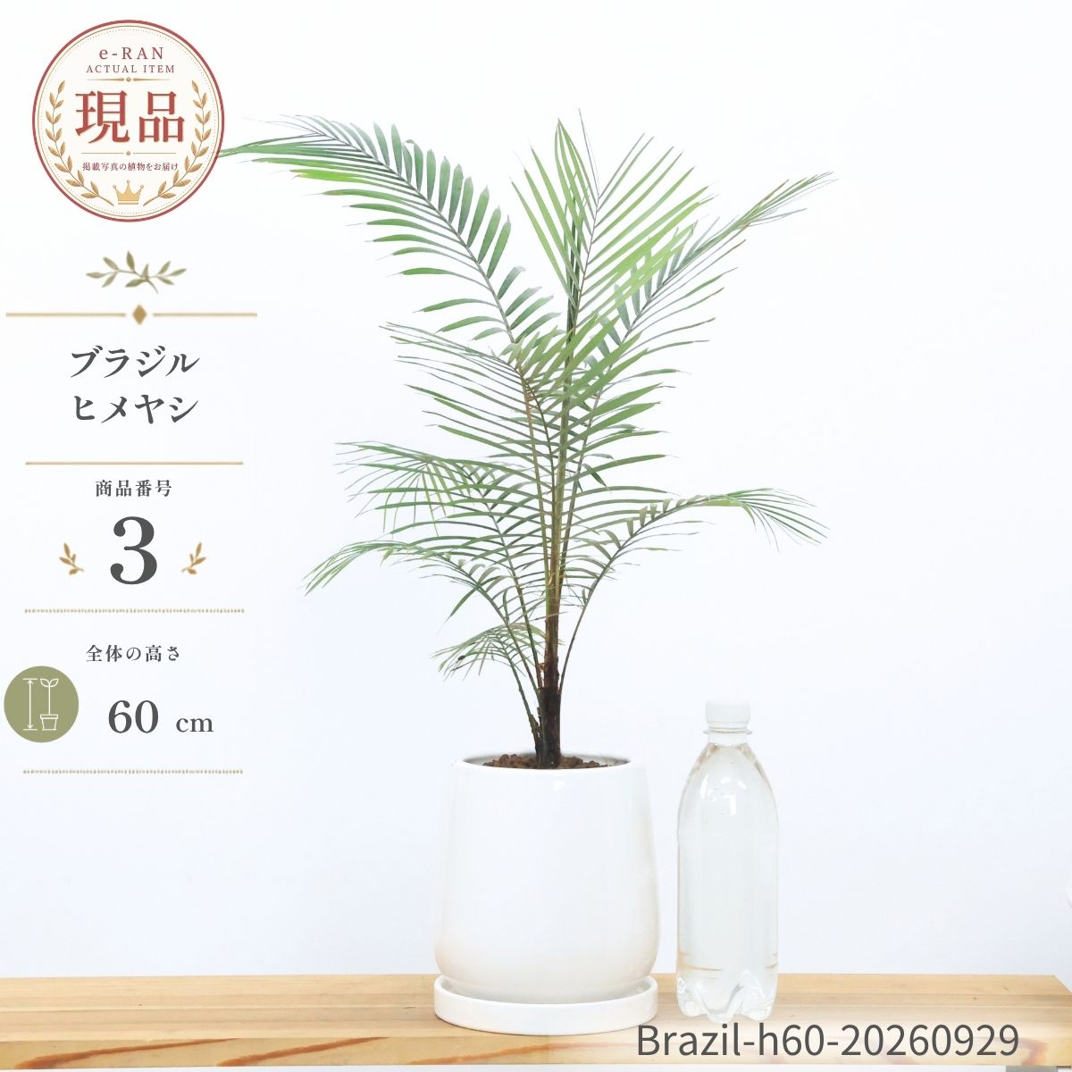楽天市場】ヤシの木（サイズ（植木鉢）4 ～ 6号）の通販