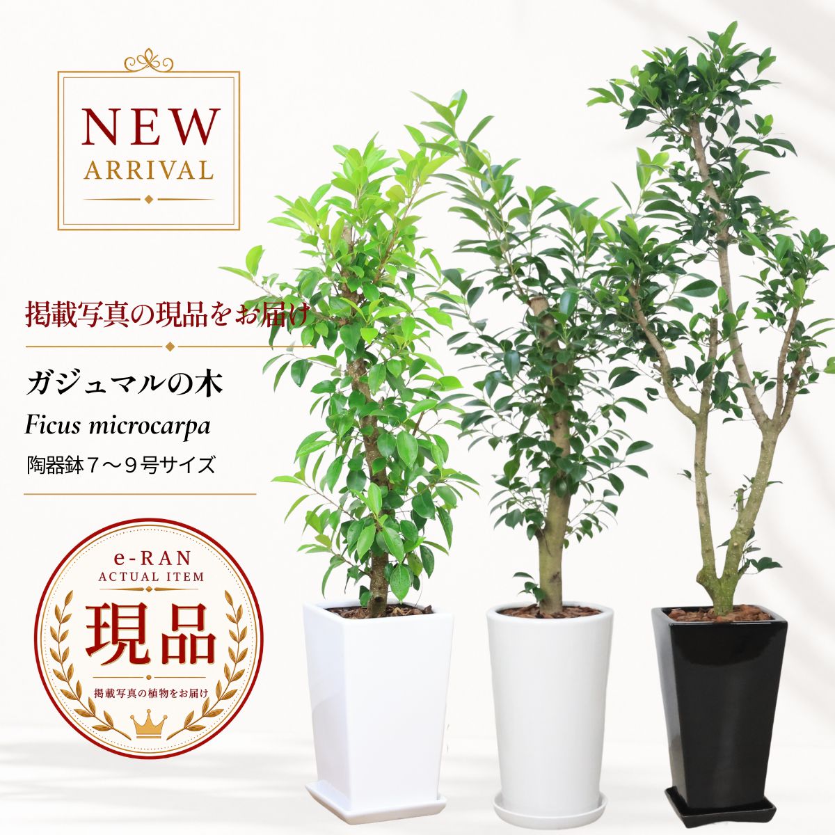 ガジュマル 観葉植物 7号 8号 9号鉢 高さ約100〜150cm 選べる現品発送 陶器鉢 厳選 幹太 新築祝い 開店祝い ギフト 原木仕立て 多幸の木 Ficus microcarpa