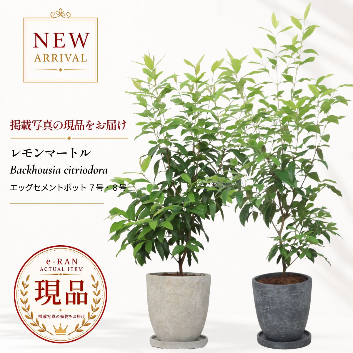 楽天市場】カカオ 観葉植物の通販