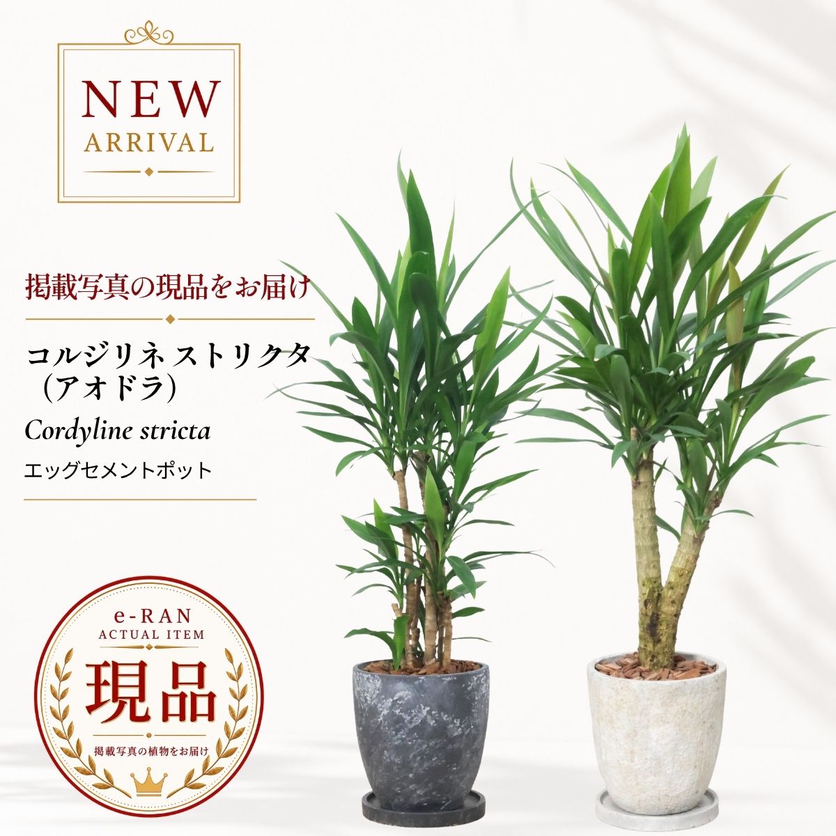 楽天市場】コルディリネ コルジリネ（花・観葉植物｜花・ガーデン・DIY