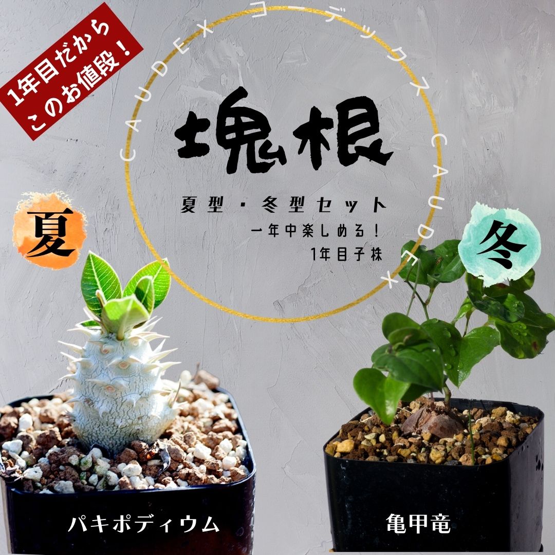 塊根 コーデックス セット パキポディウム 亀甲竜のサムネイル