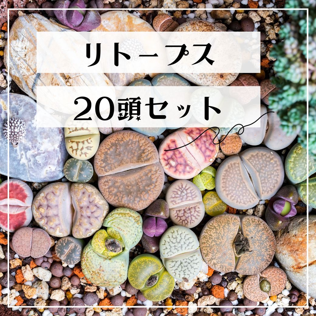 多肉植物 リトープス ミニ おまかせ20頭セット メセン エケベリアのサムネイル