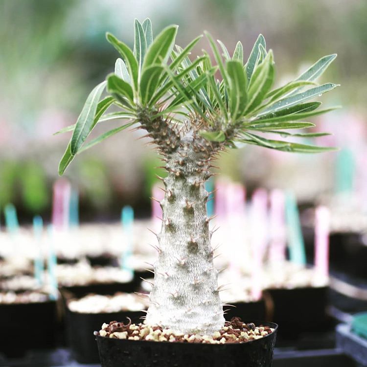 パキポディウム ロスラツム Pachypodium rosulatum コーデックス