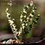 【送料無料】フリージア ヴィリディス クリスピフォリア亜種 Freesia viridis ssp. crispifolia EQ649 【3号鉢】