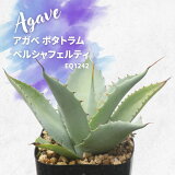  ݥȥ ٥륷եƥ Agave potatorum EQ1242   2.5 奦ĥ ε ɥ饤ǥ ᥭ ꥪ