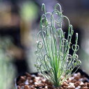 アルブカ ナマクエンシス Albuca namaquensis Worcester x ES15533 種類 実生