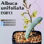 ֥֥ ˥եꥢ Albuca unifoliata EQ813   2.5 ץХ  庬 ꥪȡפ򸫤