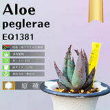 ¿ʪ տʪ  2.5 ƥꥢ   ҳ   쥢 ڥ饨 Aloe peglerae EQ1381