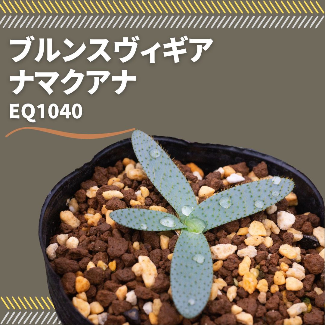 ブルンスヴィギア ナマクアナ Brunsvigia namaquana EQ1040のサムネイル
