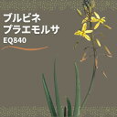 url vGT Bulbine praemorsa EQ840 ʔ  2.5 P[vou A  GINGXg