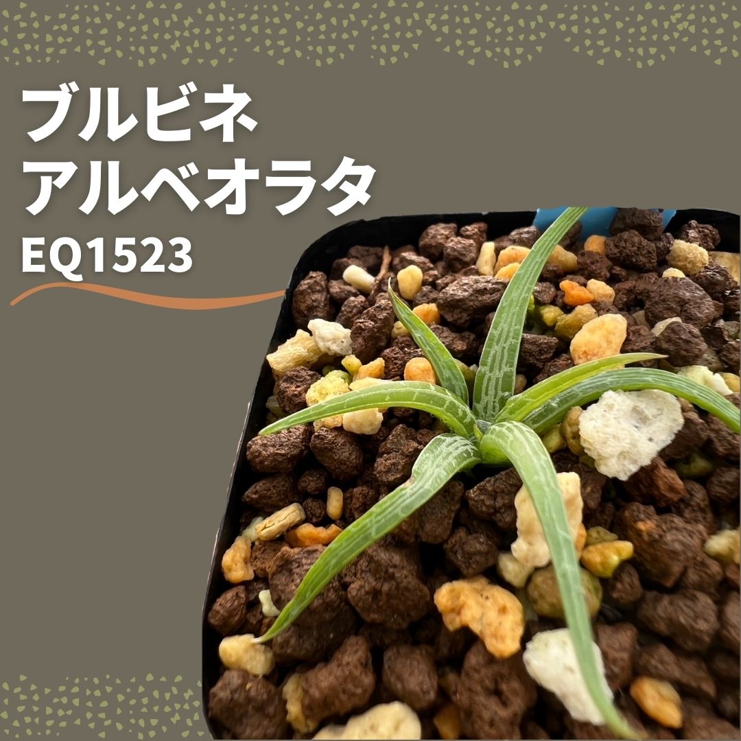 ブルビネ アルベオラタ Bulbine alveolata EQ1523