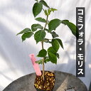 コミフォラ モリス Commiphora mollis EQ1431