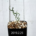 キルタンサス スミシアエ EQ731 Cyrtanthus ...