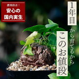 ε å奦 ֤ ҳ ǥ쥢 եƥڥ ǥå ʪ Dioscorea elephantipes   2.5 տʪ ƥꥢ ꥪ