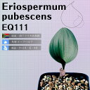 GIXy} vxXPX Eriospermum pubescens EQ111 ʔ  2.5 P[vou A  GINGXg