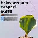 GIXy} N[y Eriospermum cooperi EQ558 ʔ  2.5 P[vou A  GINGXg
