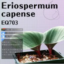 GIXy} JyZ Eriospermum capense EQ703 ʔ  2.5 P[vou A  GINGXg