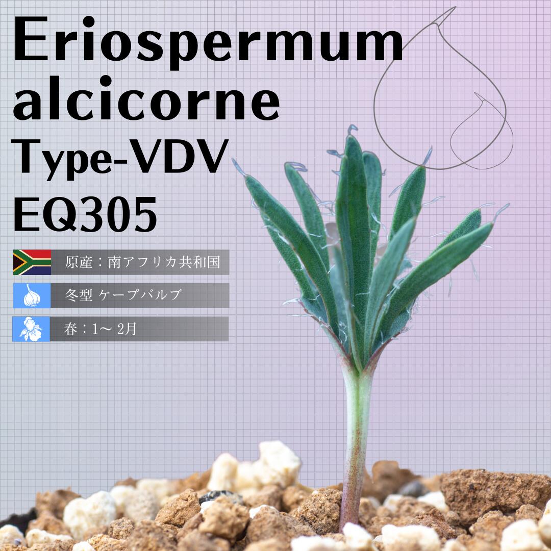 エリオスペルマム アルキコルネ Eriospermum alcicorne Type-VDV EQ305 通販 実生 2.5号 ケープバルブ 南ア 球根 エリオクエスト 1
