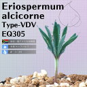 GIXy} ALRl Eriospermum alcicorne Type-VDV EQ305 ʔ  2.5 P[vou A  GINGXg