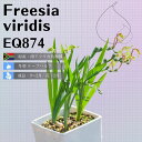 t[WA BfBX Freesia viridis EQ874 ʔ  2.5 P[vou A  GINGXg