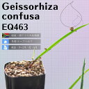 ゲイソリザ コンフューサ Geissorhiza confusa EQ463 通販 実生 2.5号 ケープバルブ 南ア 球根 エリオクエスト その1